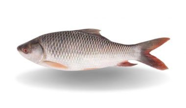 Rohu Whole Fish Myanmar 