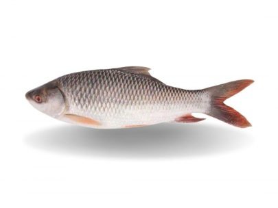Rohu Whole Fish 1 Rohu Whole Fish Myanmar