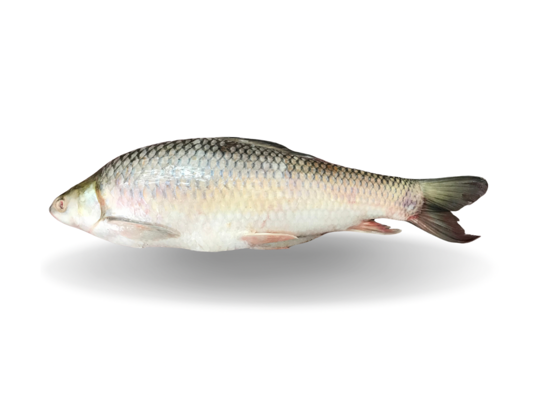 Mirgal Whole Fish 3 Mirgal Whole Fish