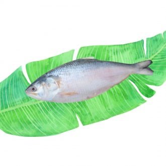 Bangladeshi Hilsa Fish