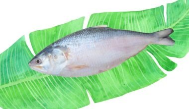 Bangladeshi Hilsa Fish