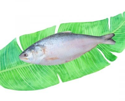 Bangladeshi Hilsa Fish