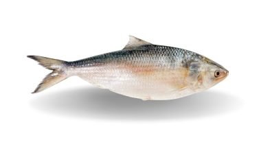 Bangladeshi Hilsa Fish