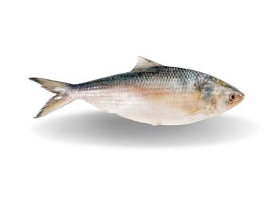 Bangladeshi Hilsa Fish