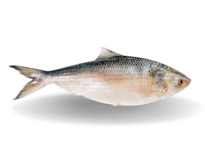 Bangladeshi Hilsa Fish