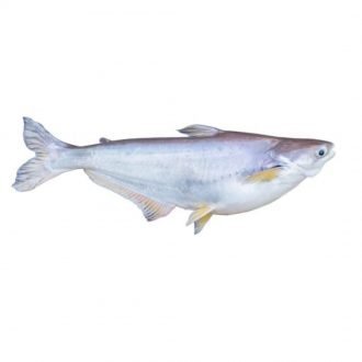 Pangasius Burma (1KG-1.5KG)