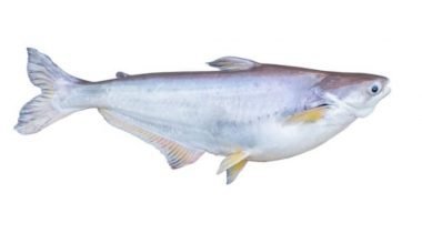 Pangasius Burma (1KG-1.5KG)