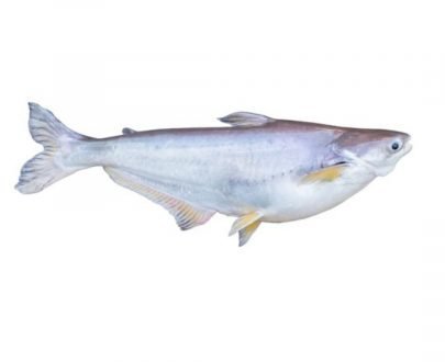 Pangasius Burma (1KG-1.5KG)