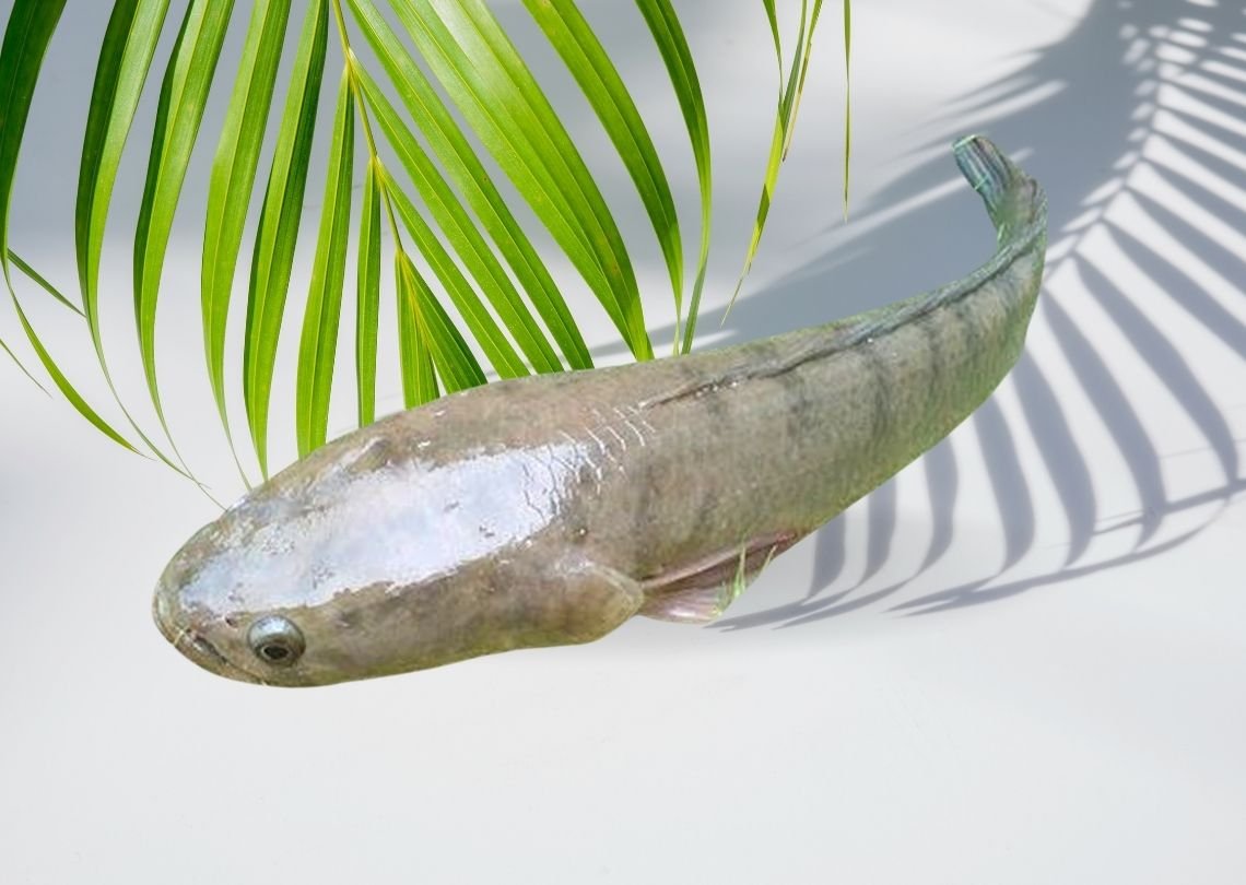 Shoal Bangladeshi 4 Shoal Whole Fish