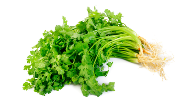 Fresh Coriander