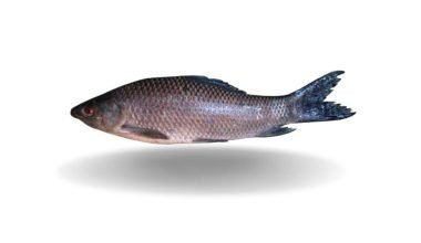 IBCO Kalibaush Whole