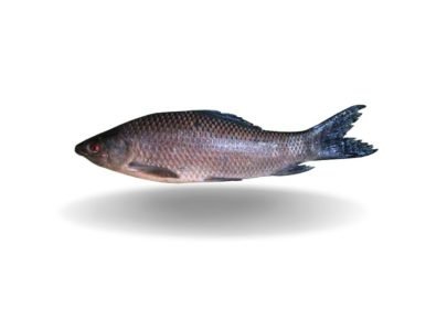 IBCO Kalibaush Whole