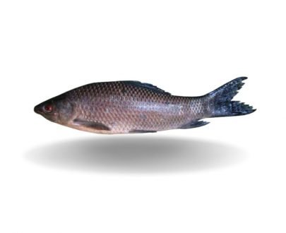 IBCO Kalibaush Whole