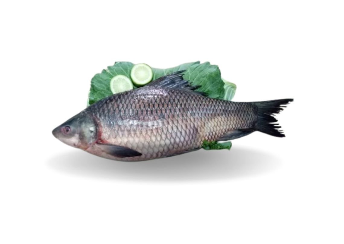 Kalibaush Whole 1-1.2kg 4 Kalibaush