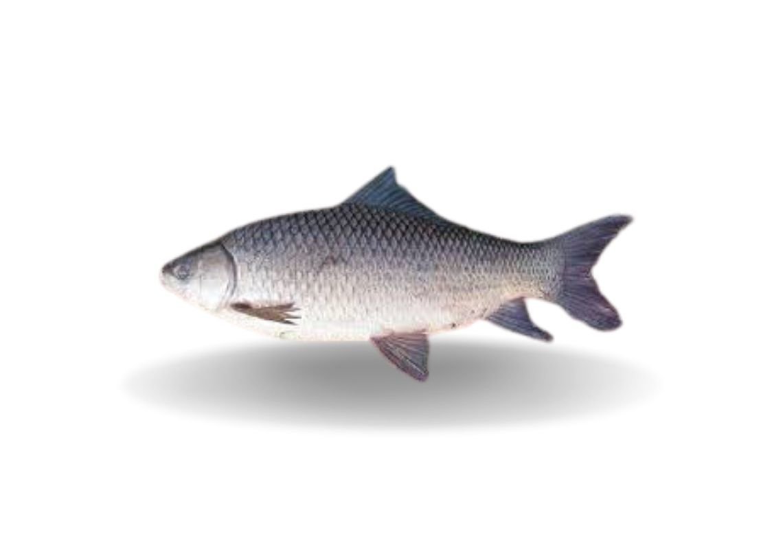 Kalibaush Whole 1-1.2kg 3 Kalibaush Whole