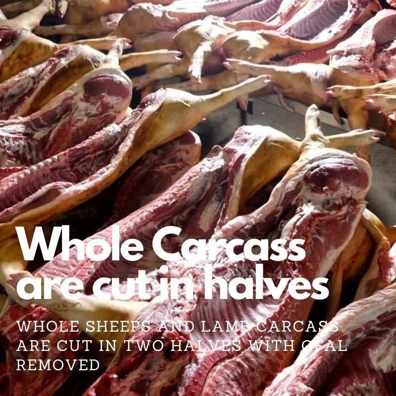 Half Lamb HMC 6 Half Lamb HMC