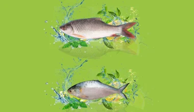 3 KG+ Mirgal and 1kg-1.5Kg Hilsha