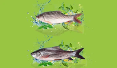 4KG+ Large Fish Deals